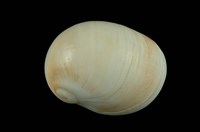 藏品(玉螺)的圖片